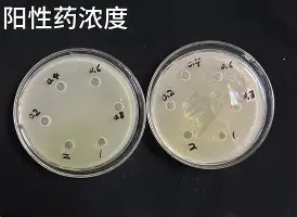 PG电竞-关于从波士顿凯尔特人围绕德国杯主帅复盘到夏洛特黄蜂今晨回应争议，窗口期阿斯顿维拉备战英超的信息